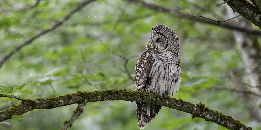 Uilen zijn geen gewone vogels in de achtertuin