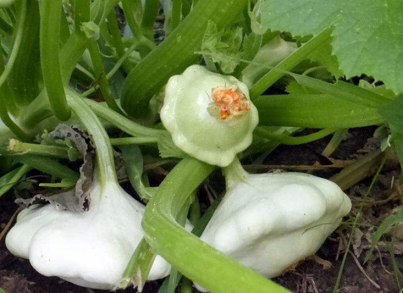 Hoewel patty pan-wijnstokken niet zo lang zijn als sommige squash-wijnstokken