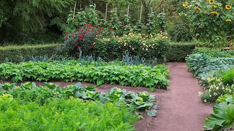 Hoeveel van elke groente moet je planten om een gezin van vier te voeden voor het groeiseizoen