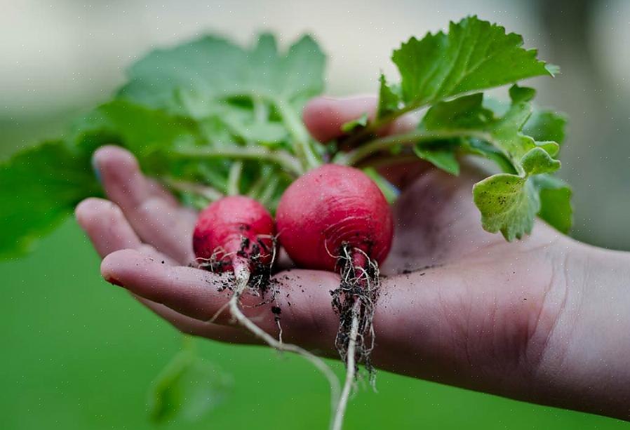 Hoeveel te planten (voor een gezin van vier)