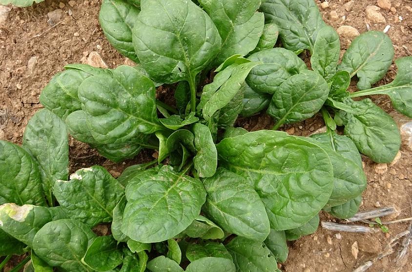U kunt het seizoen iets verlengen door in de schaduw van grotere planten te planten