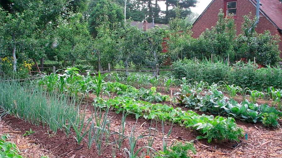 U kunt laat in de herfst doorgaan met het zaaien van spinaziezaden