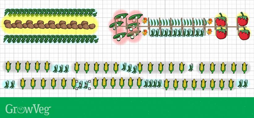 Soms komen de combinaties van begeleidende planten meer ten goede aan de ene plant dan de andere