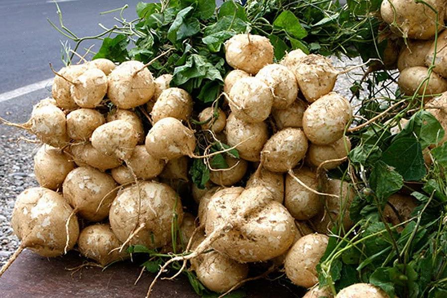Kan jicama ook onder polyethyleentunnels worden gekweekt