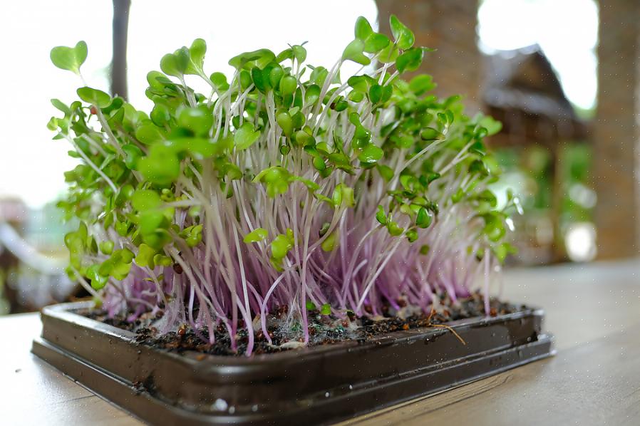 Microgreens zijn gewoon groenten