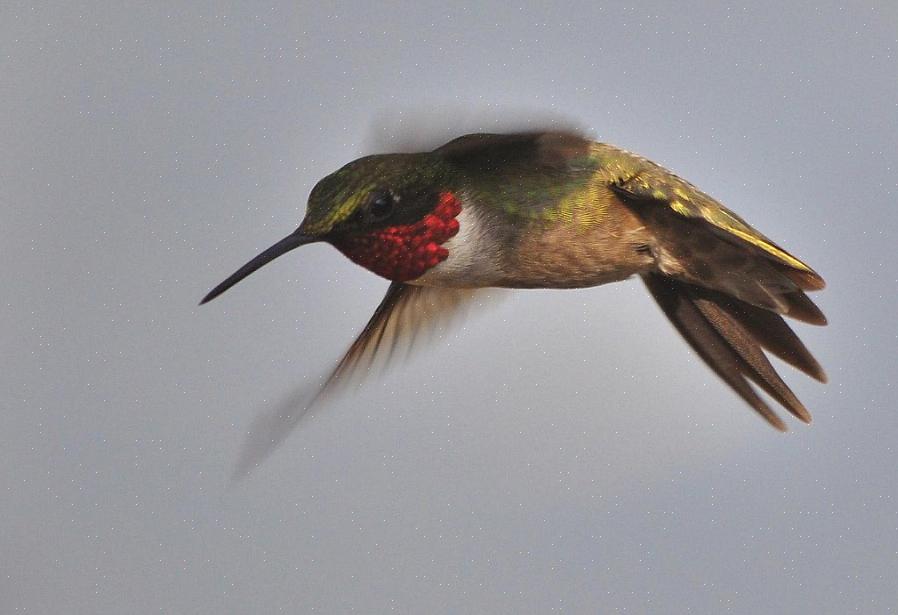 Dit kolibriegedrag kan echter een probleem zijn voor andere hummers bij voederbakken in de achtertuin