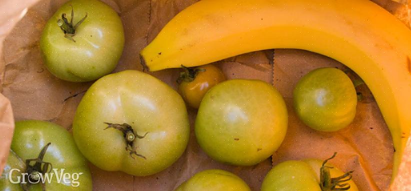 Om die groene tomaten aan de wijnstok te laten rijpen