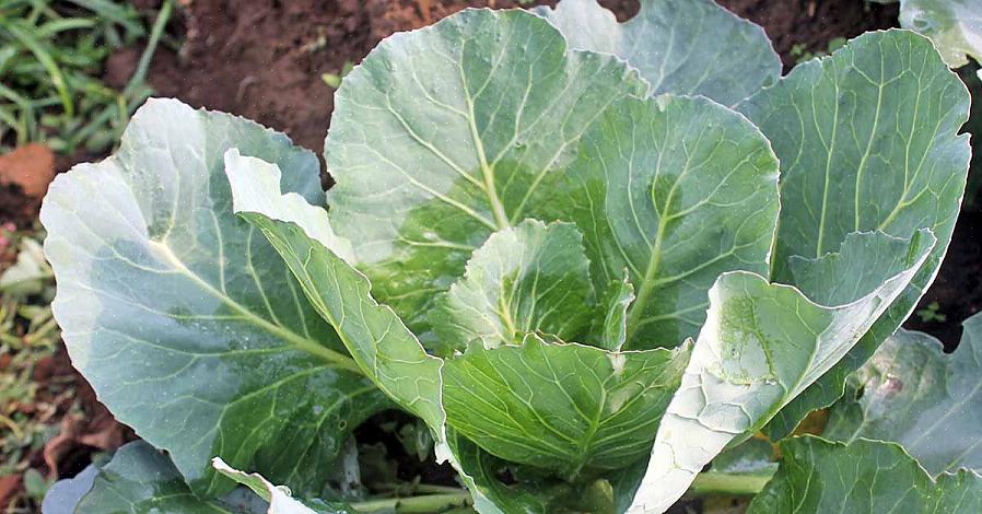 Maar u zult uw planten verliezen als de temperatuur lange tijd onder het vriespunt blijft