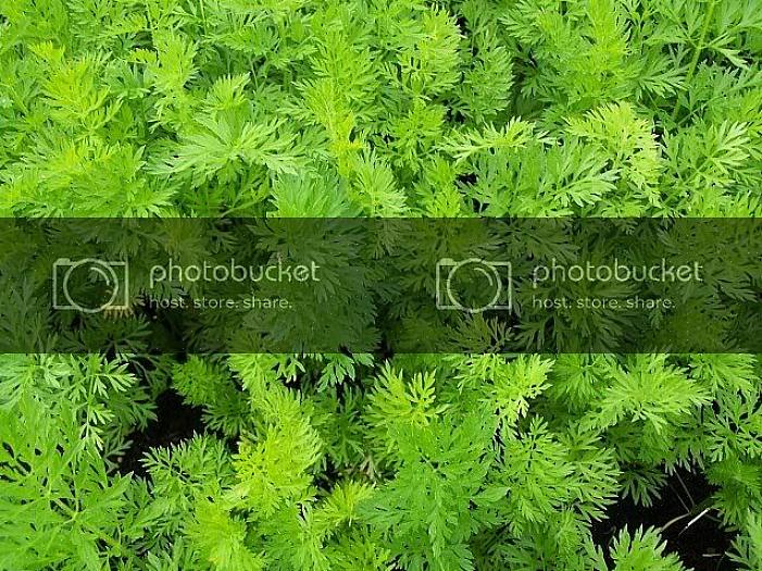 Lees meer over wat u in september plant