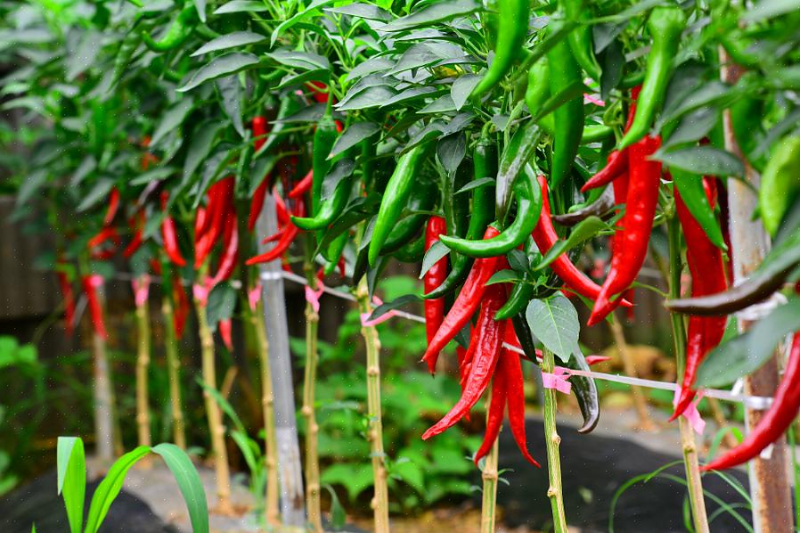 Maar er lijkt geen consensus te bestaan over hoe je chilipeper moet spellen