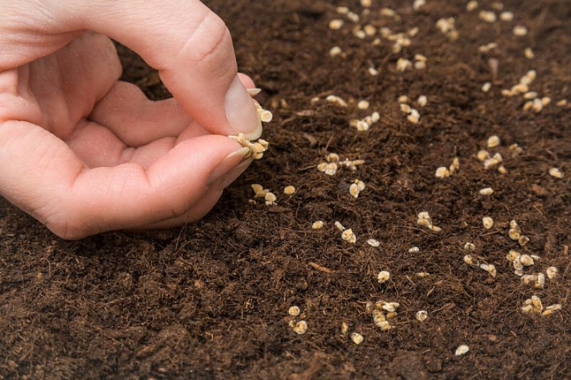 Uiteindelijk de tomatenzaailingen buiten in uw tuin overplant