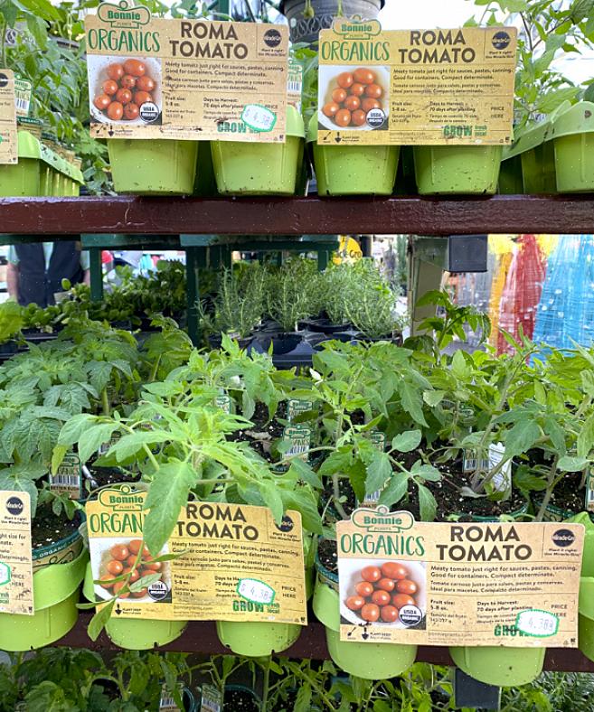 Goedkoop om veel tomatensoorten uit zaad te maken