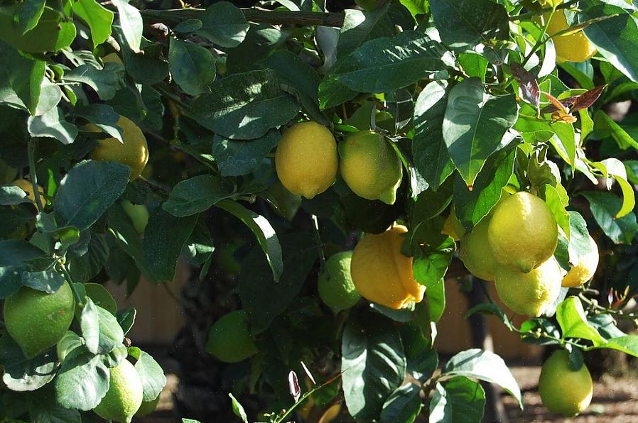Dwergvariëteiten van fruitbomen zouden eerder moeten beginnen te produceren