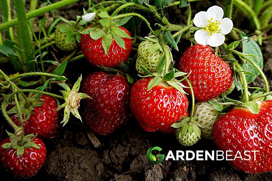 Want je wordt een ouwe rot in het planten van aardbeien