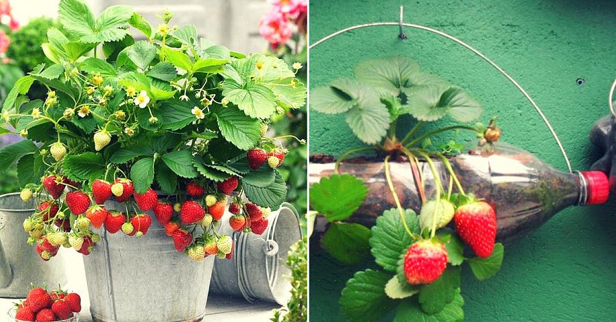 Als u aardbeien wilt behouden