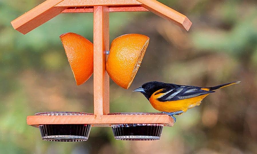 Gelei-feeders vers door de inhoud om de paar dagen te vervangen