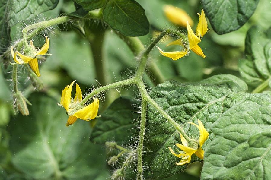 Bloesemdruppel is een veelvoorkomend probleem bij het kweken van tomaten dat extreem frustrerend