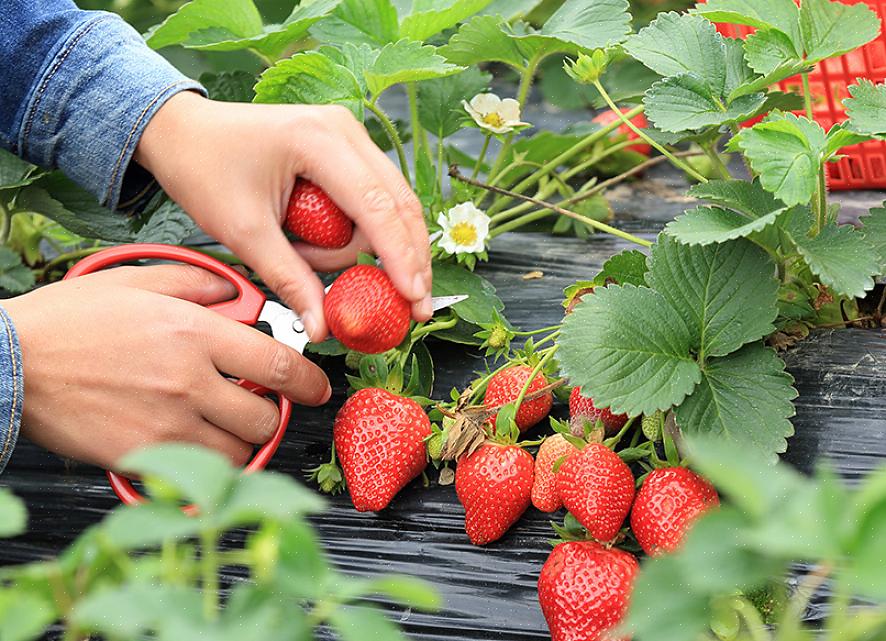 Aardbeien met groene uiteinden zijn niet plukrijp