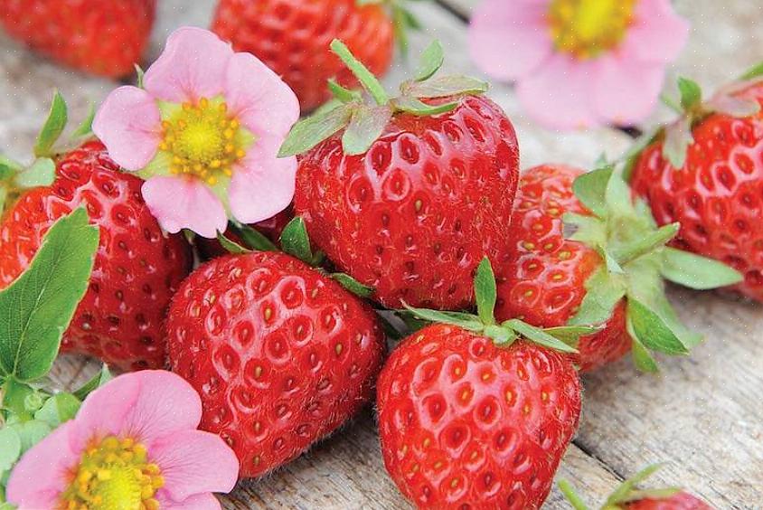 Veel tuinders knijpen de eerste bloesems van hun aardbeiplanten af om de vroege groei in bossige bladeren