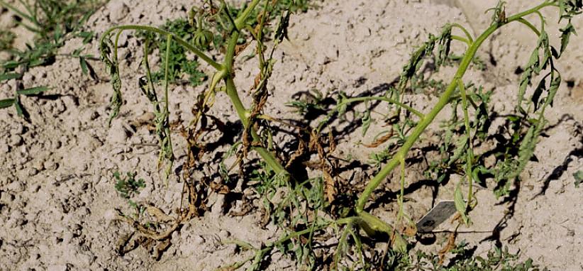 De ziekteverwekker van Fusarium wordt via de bodem overgedragen