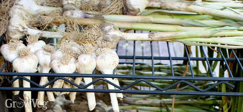 Bewaar bloembollen om te planten op kamertemperatuur met een vrij hoge luchtvochtigheid