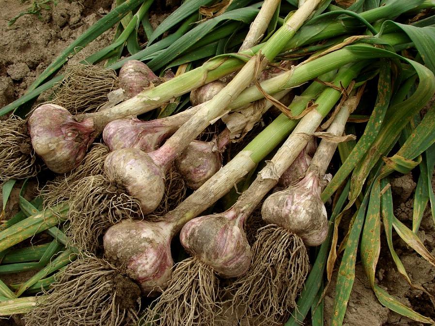 Op de juiste manier planten Wanneer knoflook oogsten