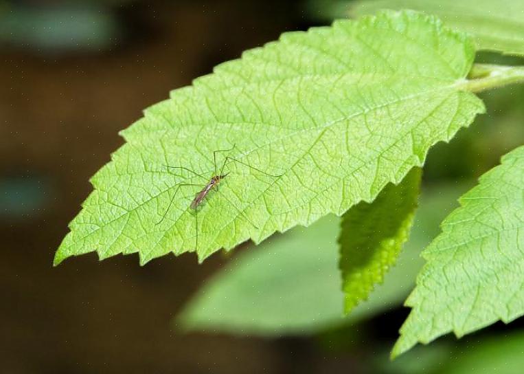 En u kunt de kruiden gebruiken om een volledig natuurlijke insectenspray