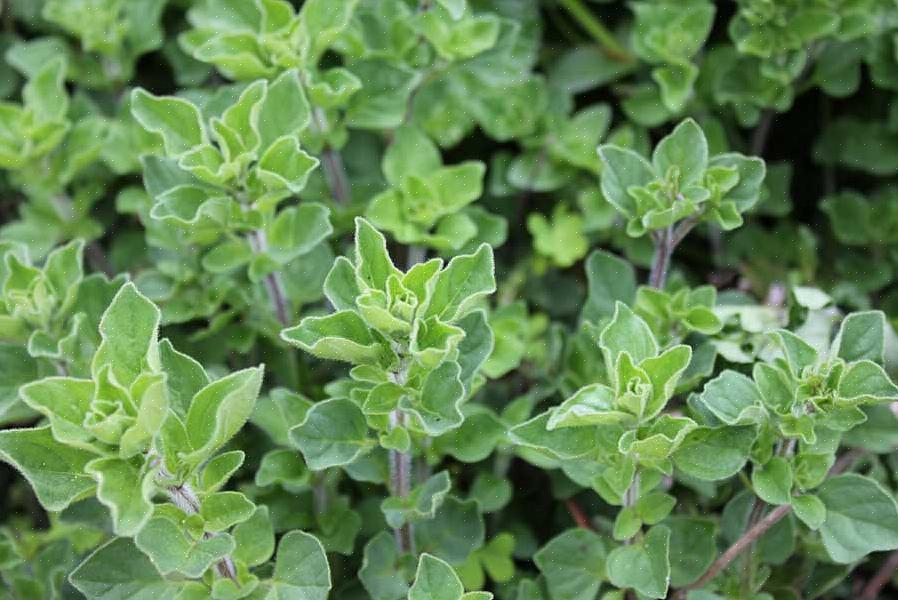 Een enkele plant kan je jarenlang zoete marjolein geven (met de nodige winterverzorging)