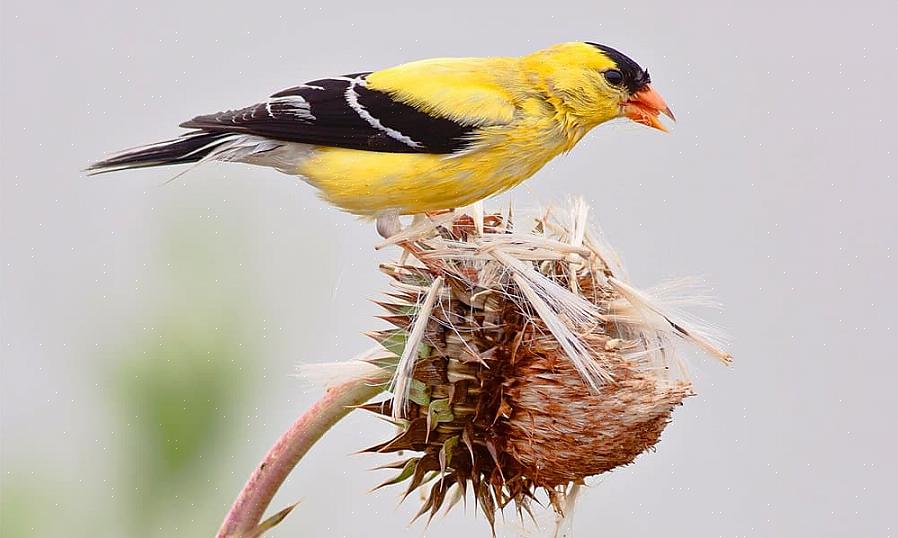 De meeste felle kleuren kunnen echter worden gebruikt om veel verschillende vogels aan te trekken