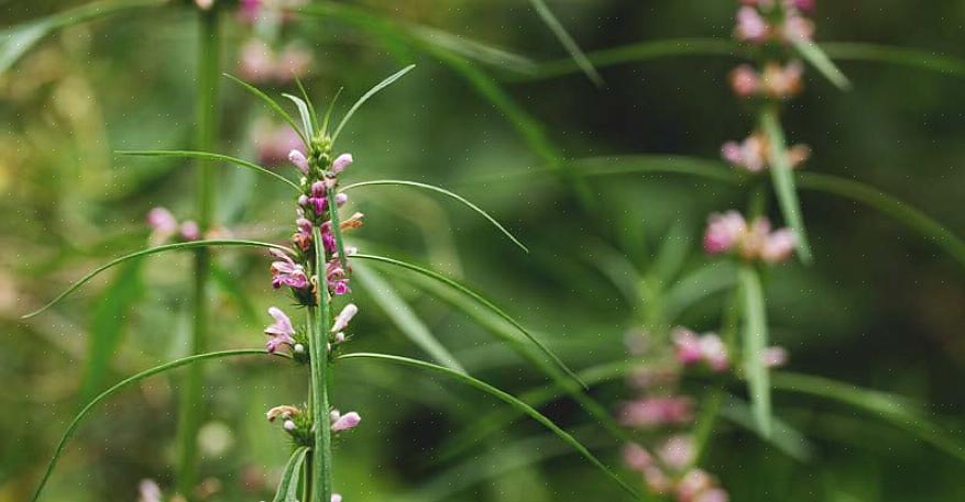 Om Motherwort in de moestuin te kweken