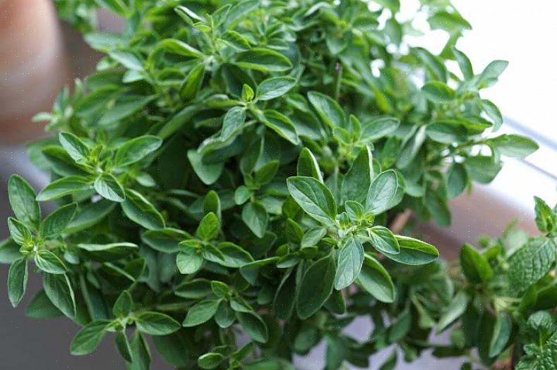 Wordt ook wel 'Griekse' oregano genoemd (Origanum vulgare hirtum