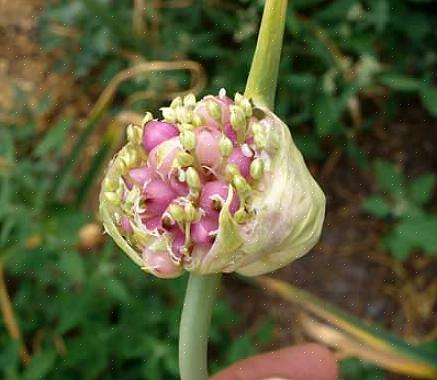 Knoflook kan worden vermeerderd uit bulbillen