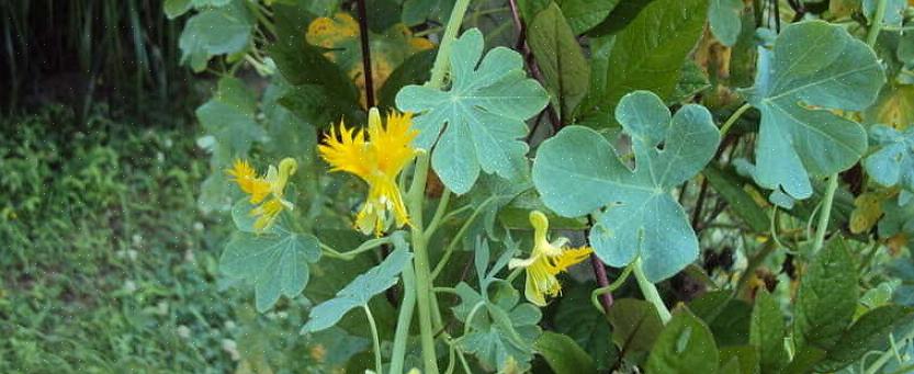 Hoewel de kanarie-klimplant gele bloemen heeft die lijken op de gevederde vleugels van een kanarie