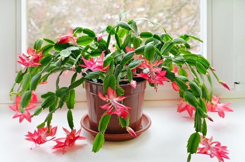 Om je kerstcactus in de kersttijd te laten bloeien