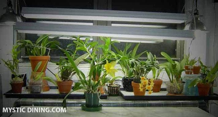 Orchideeën moeten in speciale orchideeënpotten in een orchideeënmengsel worden gepot