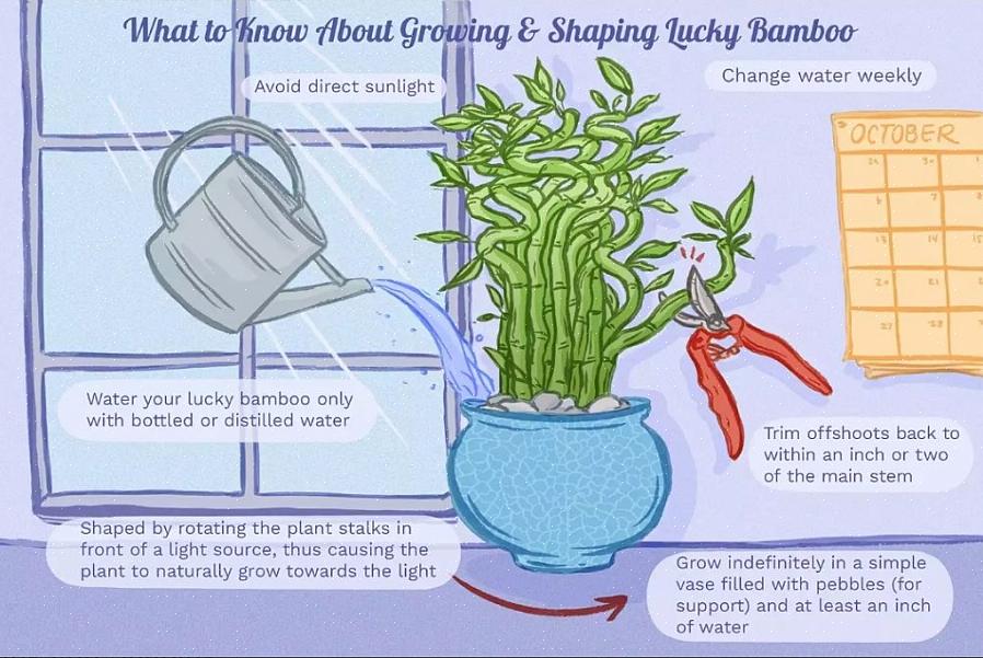 Er zijn bepaalde groeiomstandigheden die je lucky bamboo nodig heeft om gezond te zijn