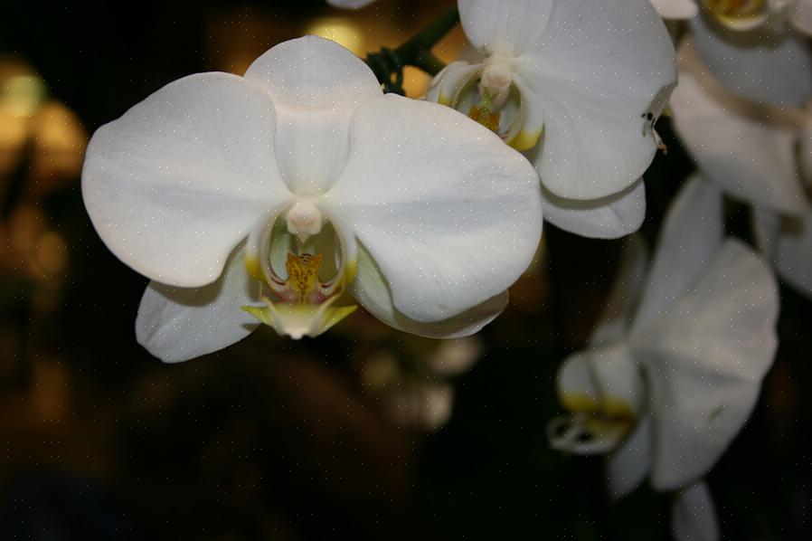 Als het gaat om orchideeën die meestal te koop zijn