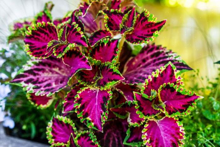 Siernetelplanten zijn een van de zeldzame planten die bijna uitsluitend worden gekweekt voor kleurrijk blad