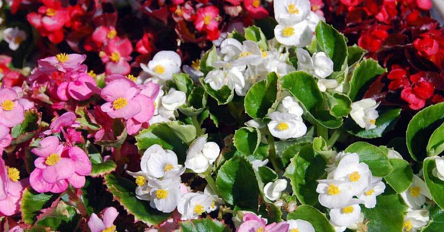 Gewoonlijk wasbegonia's genoemd