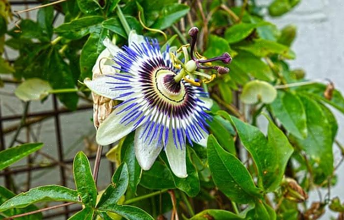 Passiebloemstokken hebben diep gelobde bladeren met bloemen die uit de bladeren hangen of gluren