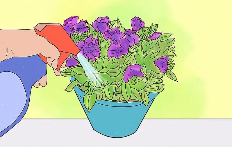 Net als andere potplanten is lisianthus niet ontworpen om permanent te overleven als kamerplanten in pot