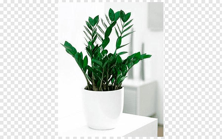 Als je van plan bent Zamia furfuracea te kweken