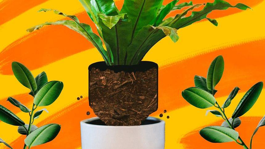 Dit geeft niet alleen de wortels van je plant de ruimte om zich uit te strekken
