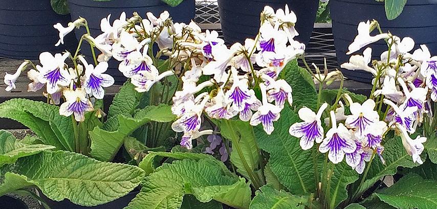 De meeste Streptocarpus-soorten groeien op rotsachtige