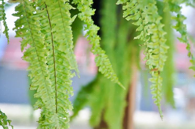 De Boston-varen (Nephrolepis exaltata bostoniensis) is een van de meest bekende varens