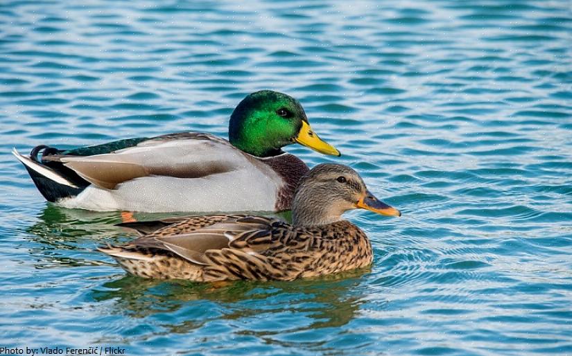 Eenden zijn ook woordvoerder geweest voor bedrijven of waren te zien in reclamecampagnes