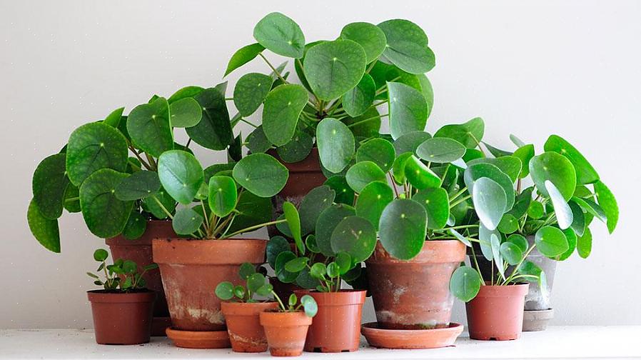Pilea is een geslacht dat bestaat uit ongeveer 600 soorten vorstbestendige