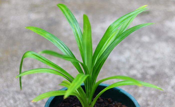 Pandanus kan droogtetolerant zijn