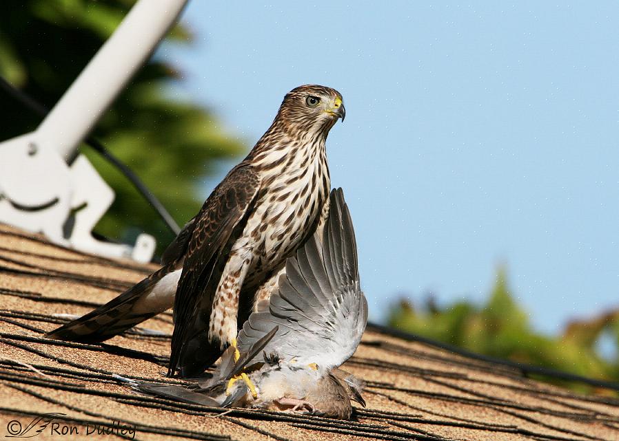 Zodat kleine vogels er snel bij kunnen als ze zich bedreigd voelen