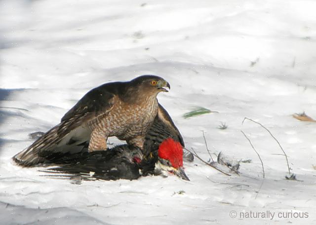 Vliegen kleine vogels per ongeluk in ramen